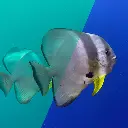 DiveVolk Filter 67mm